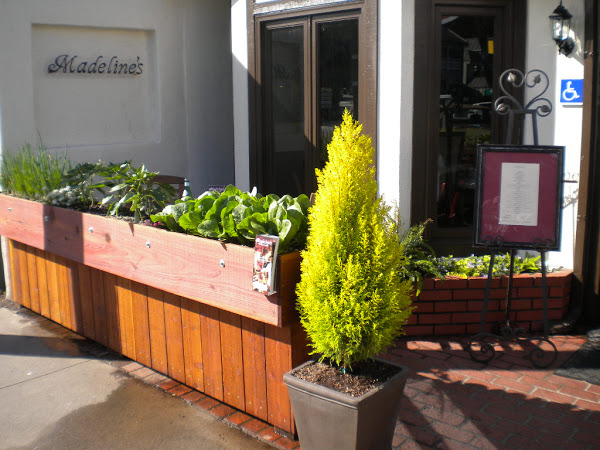 Madelines of Cambria